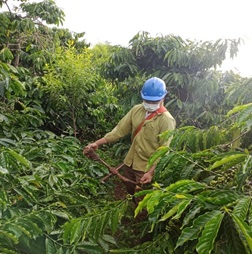 Dự án Mô hình cung ứng dịch vụ nông nghiệp (SDM) cho sản xuất cà phê bền vững xã Ea Hiao giúp người dân thay đổi cách nghĩ, cách làm trong sản xuất bền vững